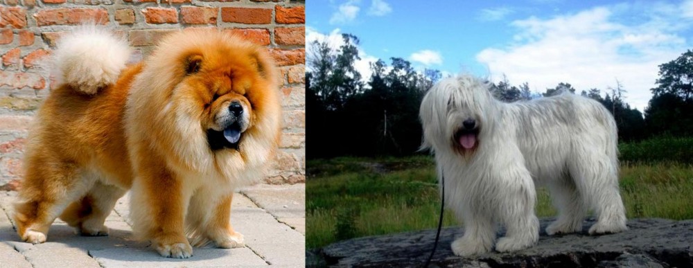 South Russian Ovcharka vs Chow Chow - Breed Comparison