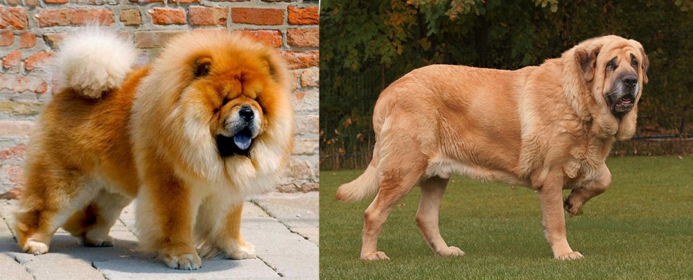Spanish Mastiff vs Chow Chow - Breed Comparison