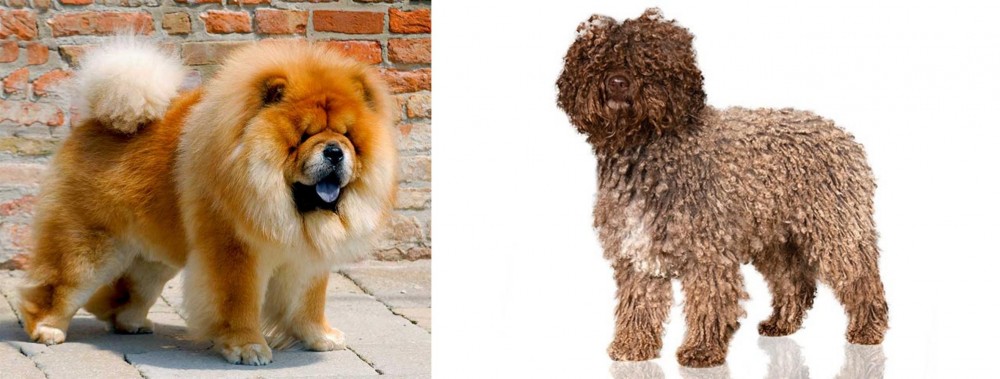 Spanish Water Dog vs Chow Chow - Breed Comparison