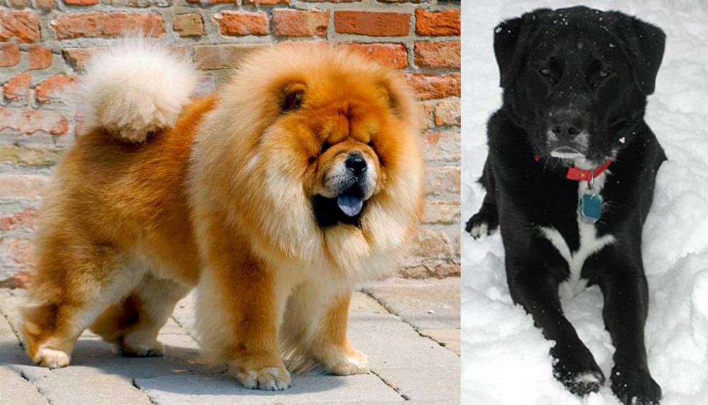 St. John's Water Dog vs Chow Chow - Breed Comparison