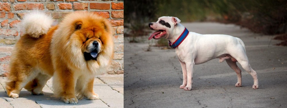 Staffordshire Bull Terrier vs Chow Chow - Breed Comparison