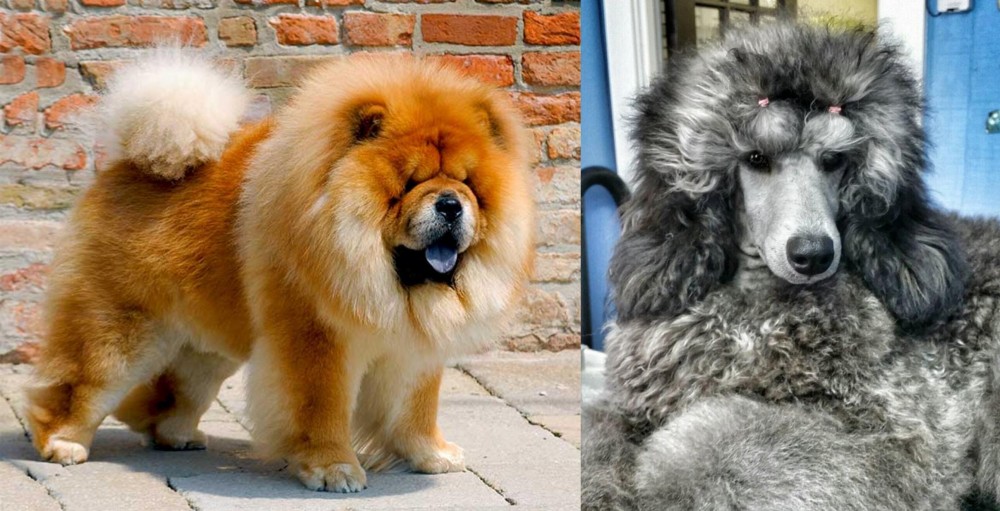 Standard Poodle vs Chow Chow - Breed Comparison