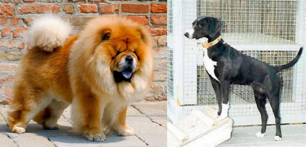 Stephens Stock vs Chow Chow - Breed Comparison
