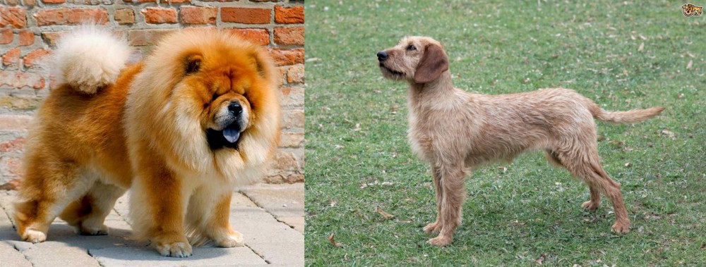Styrian Coarse Haired Hound vs Chow Chow - Breed Comparison