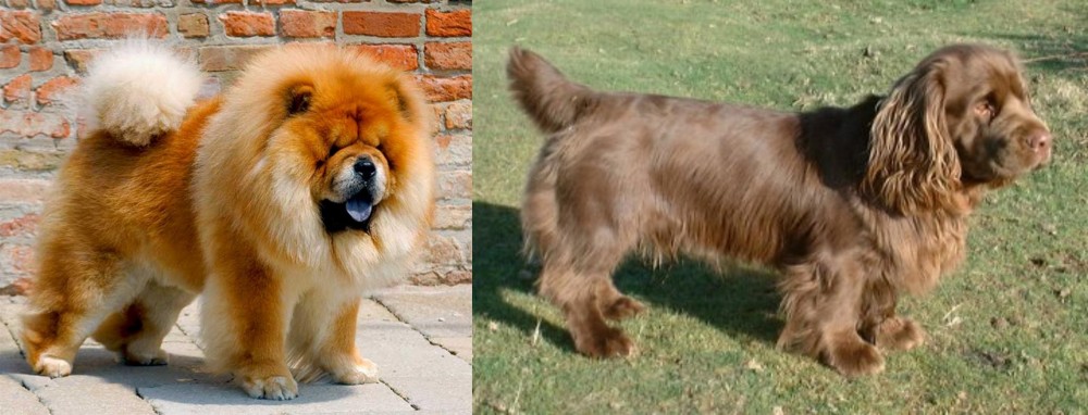 Sussex Spaniel vs Chow Chow - Breed Comparison