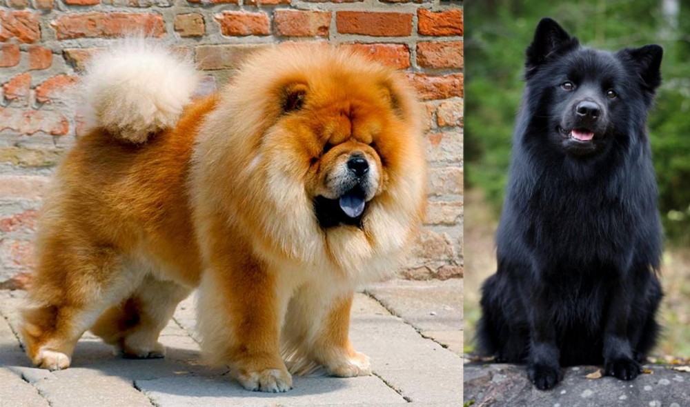 Swedish Lapphund vs Chow Chow - Breed Comparison
