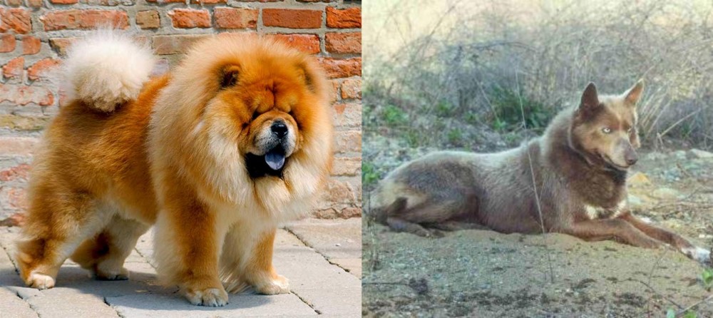 Tahltan Bear Dog vs Chow Chow - Breed Comparison