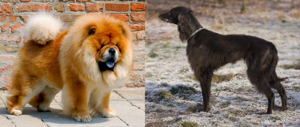 Taigan vs Chow Chow - Breed Comparison