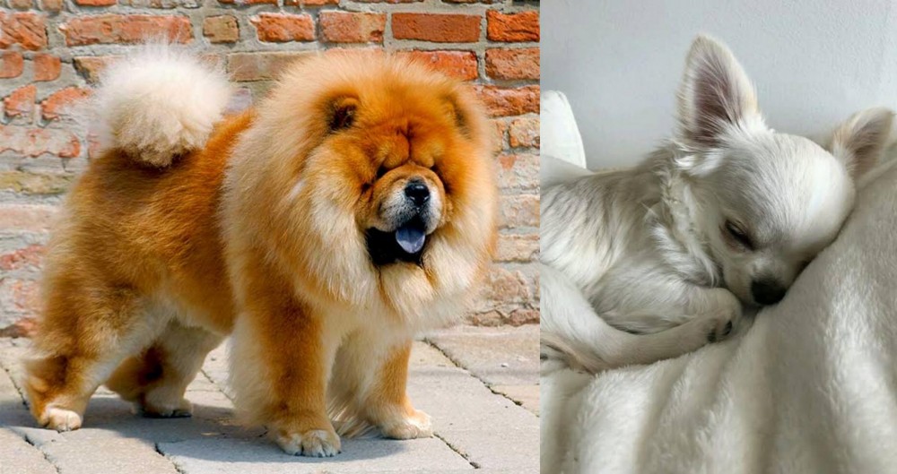 Tea Cup Chihuahua vs Chow Chow - Breed Comparison