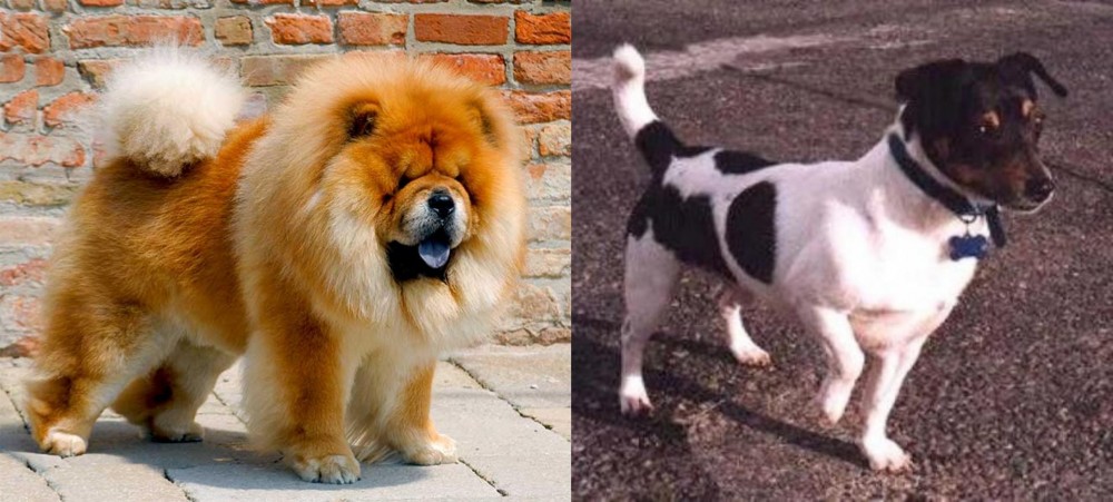 Teddy Roosevelt Terrier vs Chow Chow - Breed Comparison