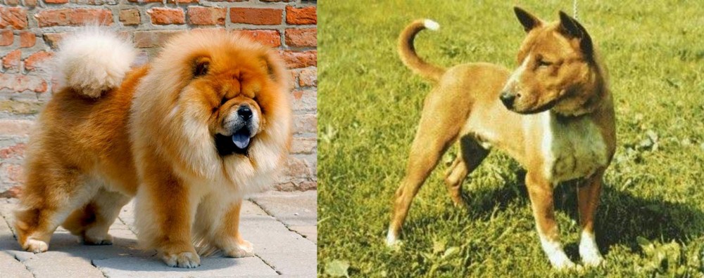 Telomian vs Chow Chow - Breed Comparison