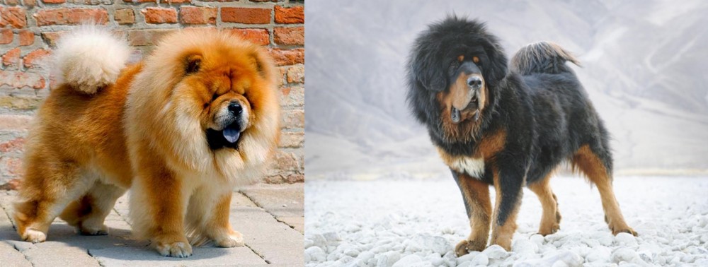 Tibetan Mastiff vs Chow Chow - Breed Comparison