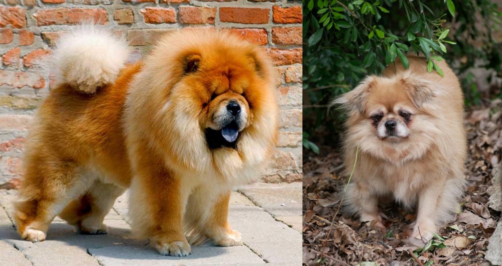 Tibetan Spaniel vs Chow Chow - Breed Comparison