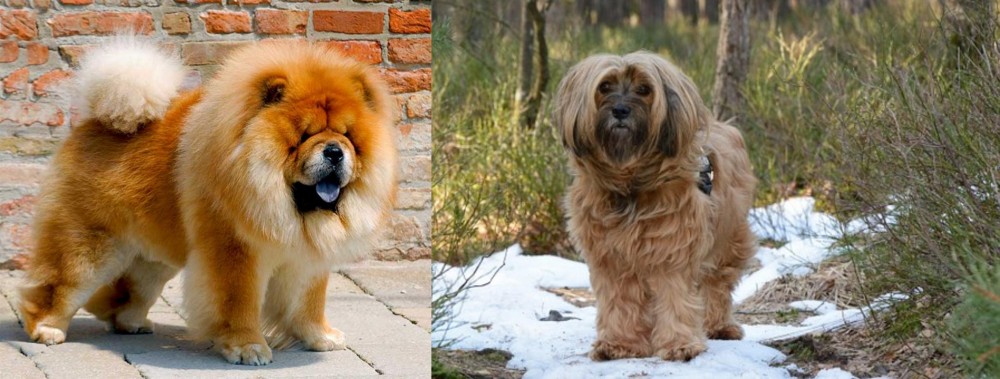 Tibetan Terrier vs Chow Chow - Breed Comparison