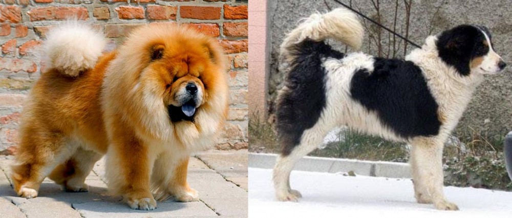 Tornjak vs Chow Chow - Breed Comparison