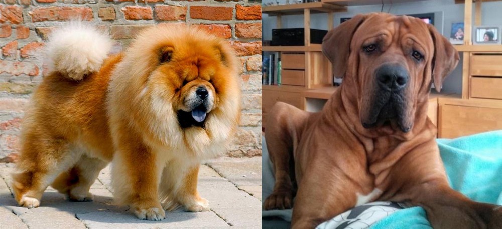 Tosa vs Chow Chow - Breed Comparison
