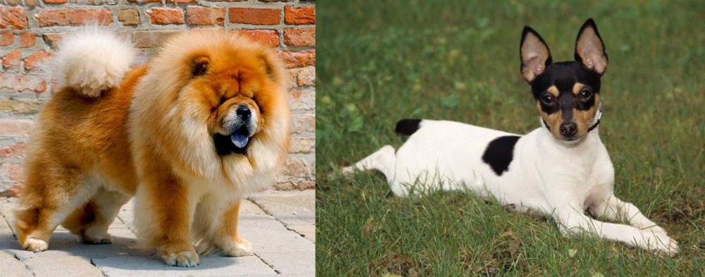 Toy Fox Terrier vs Chow Chow - Breed Comparison