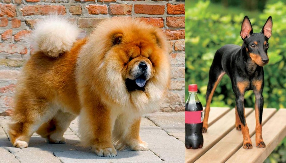 Toy Manchester Terrier vs Chow Chow - Breed Comparison