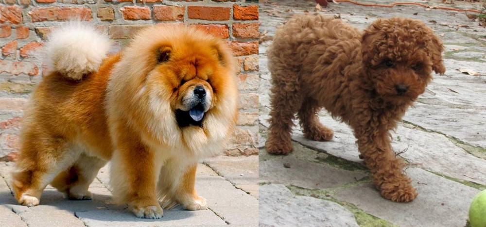 Toy Poodle vs Chow Chow - Breed Comparison
