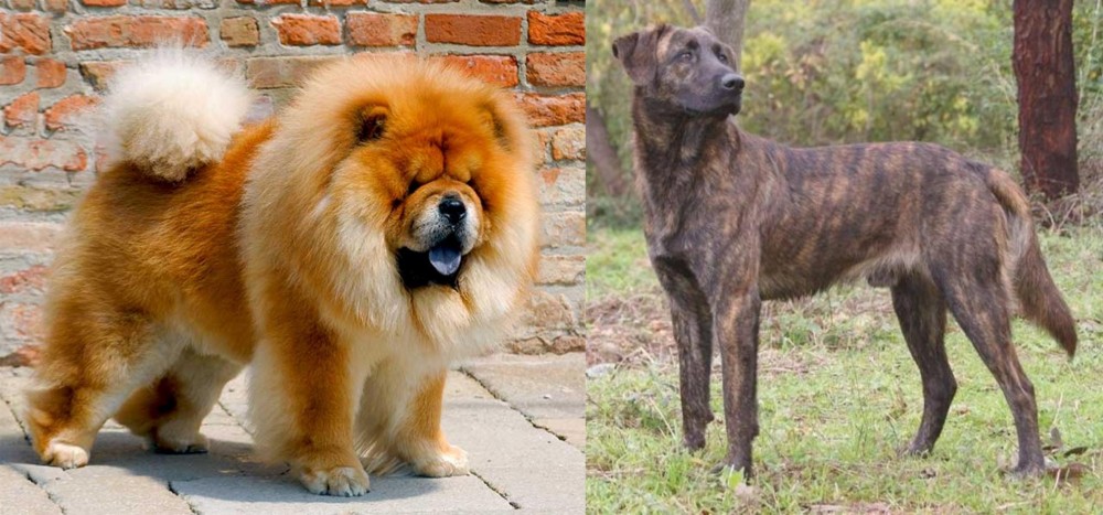 Treeing Tennessee Brindle vs Chow Chow - Breed Comparison
