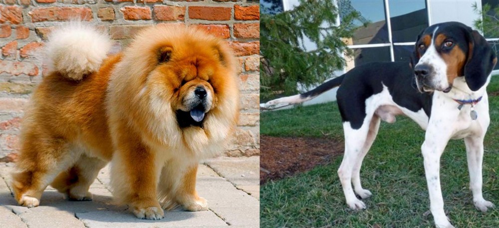 Treeing Walker Coonhound vs Chow Chow - Breed Comparison