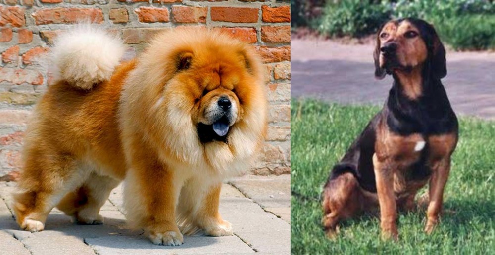 Tyrolean Hound vs Chow Chow - Breed Comparison