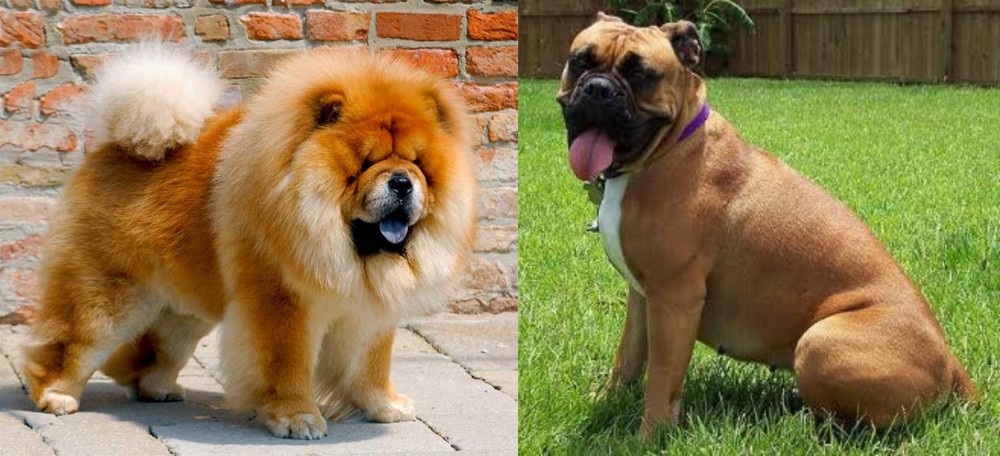 Valley Bulldog vs Chow Chow - Breed Comparison