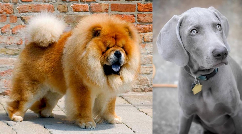 Weimaraner vs Chow Chow - Breed Comparison