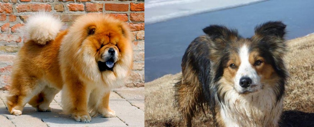 Welsh Sheepdog vs Chow Chow - Breed Comparison