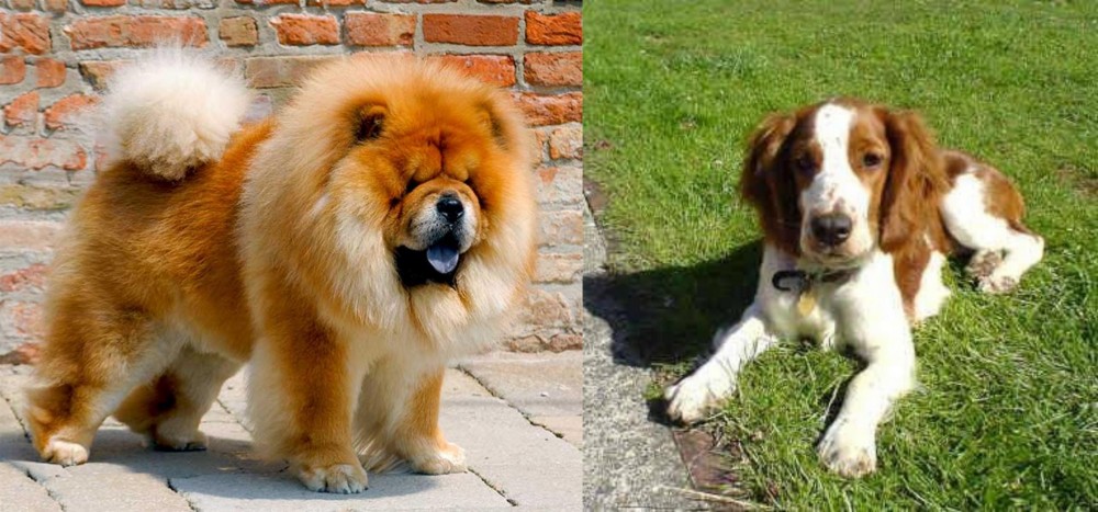 Welsh Springer Spaniel vs Chow Chow - Breed Comparison