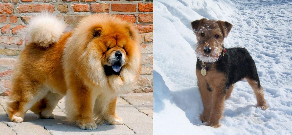 Welsh Terrier vs Chow Chow - Breed Comparison