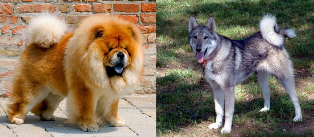 West Siberian Laika vs Chow Chow - Breed Comparison