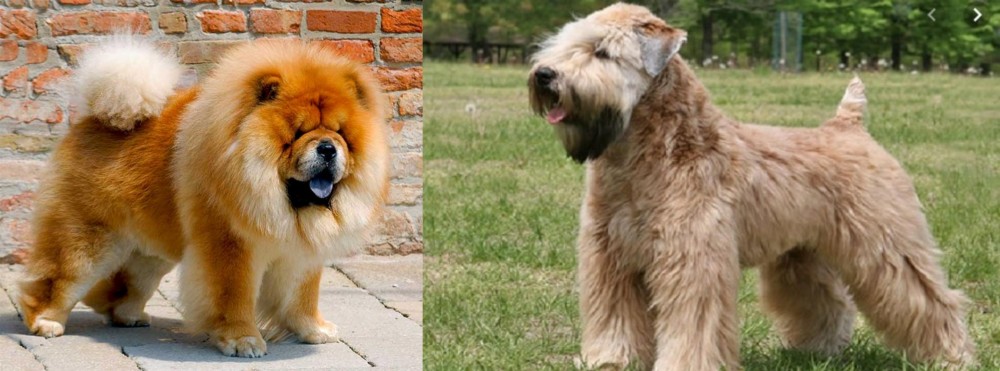 Wheaten Terrier vs Chow Chow - Breed Comparison