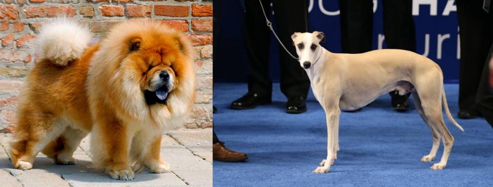 Whippet vs Chow Chow - Breed Comparison