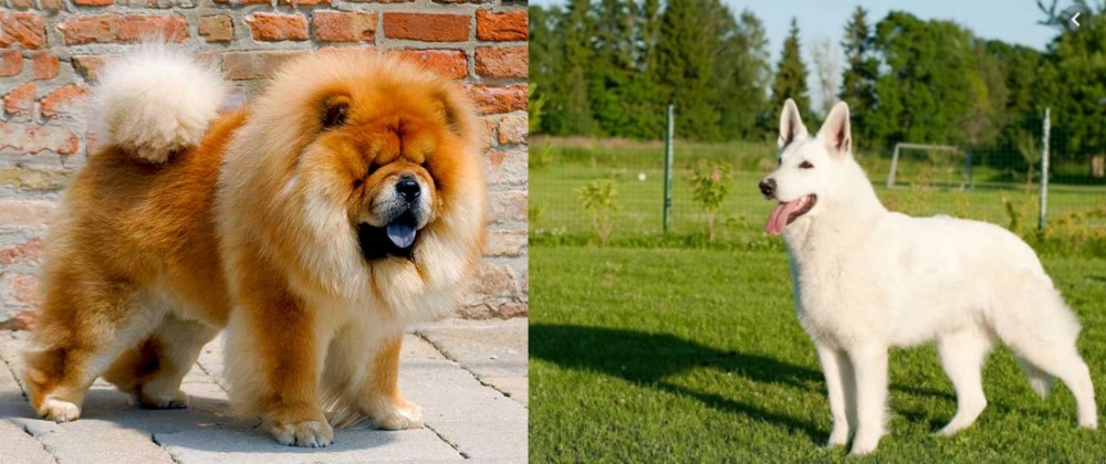 White Shepherd vs Chow Chow - Breed Comparison