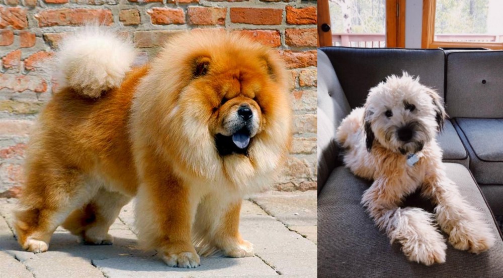 Whoodles vs Chow Chow - Breed Comparison