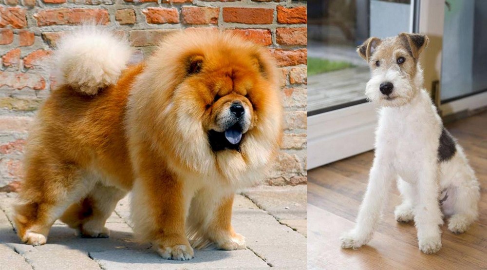 Wire Fox Terrier vs Chow Chow - Breed Comparison