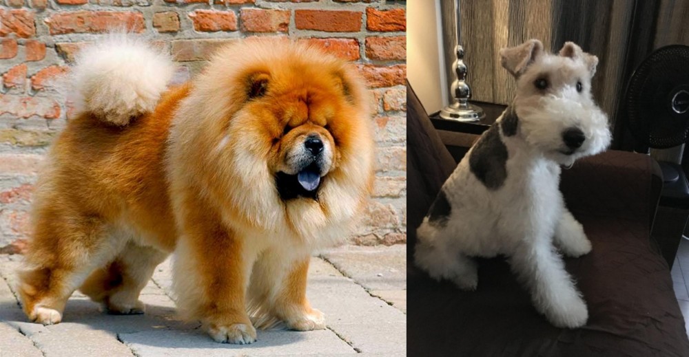 Wire Haired Fox Terrier vs Chow Chow - Breed Comparison
