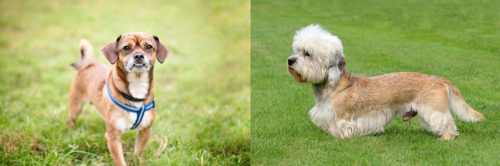 Dandie Dinmont Terrier vs Chug - Breed Comparison