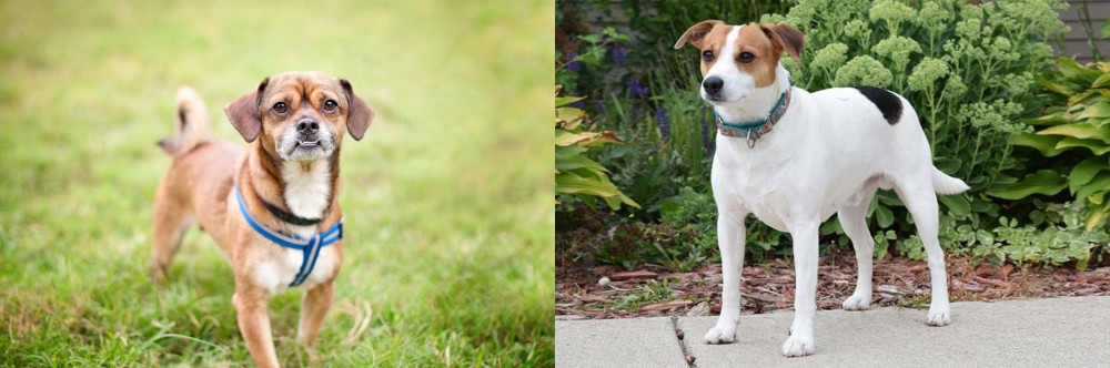 Danish Swedish Farmdog vs Chug - Breed Comparison