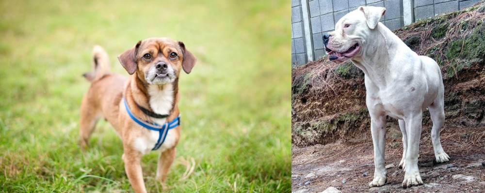 Dogo Guatemalteco vs Chug - Breed Comparison