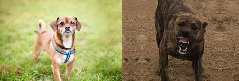 Dogo Sardesco vs Chug - Breed Comparison