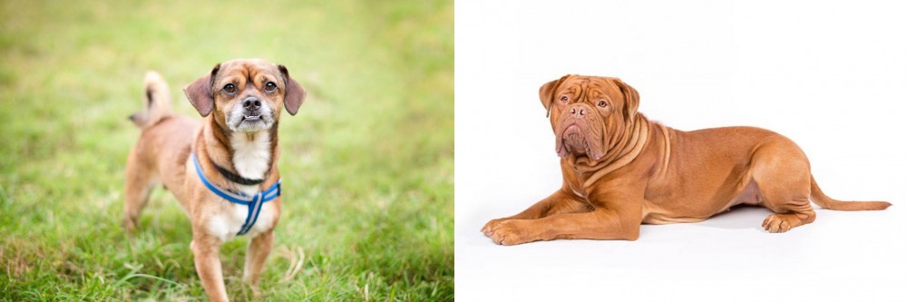 Dogue De Bordeaux vs Chug - Breed Comparison