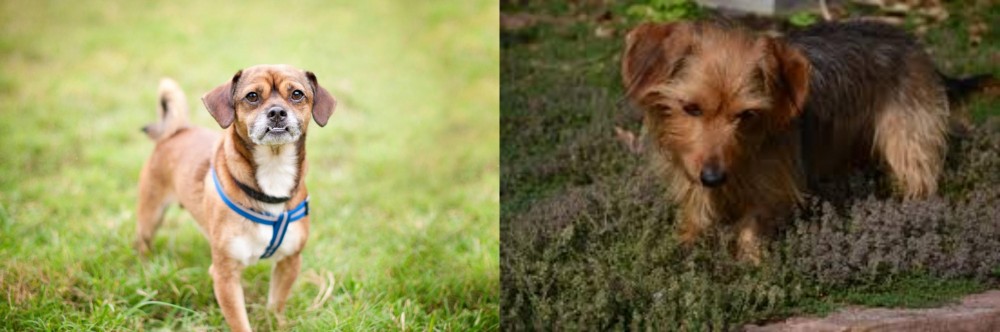 Dorkie vs Chug - Breed Comparison