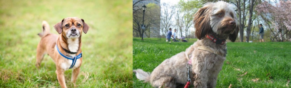 Doxiepoo vs Chug - Breed Comparison