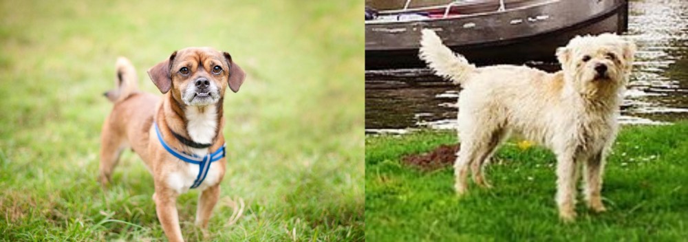 Dutch Smoushond vs Chug - Breed Comparison