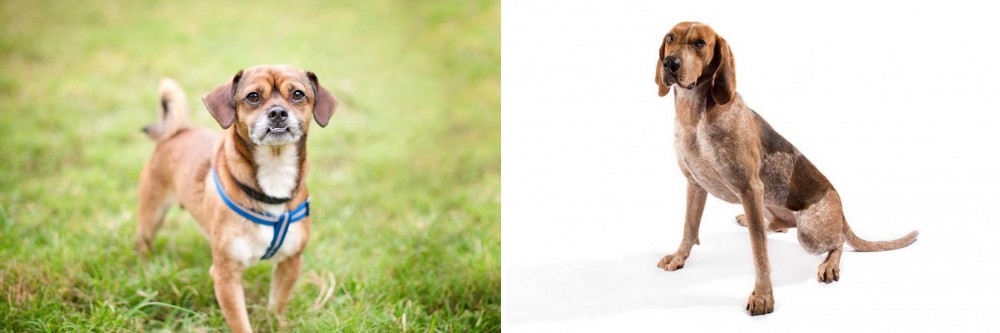 English Coonhound vs Chug - Breed Comparison