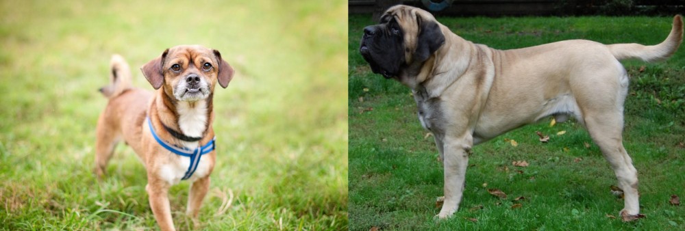 English Mastiff vs Chug - Breed Comparison