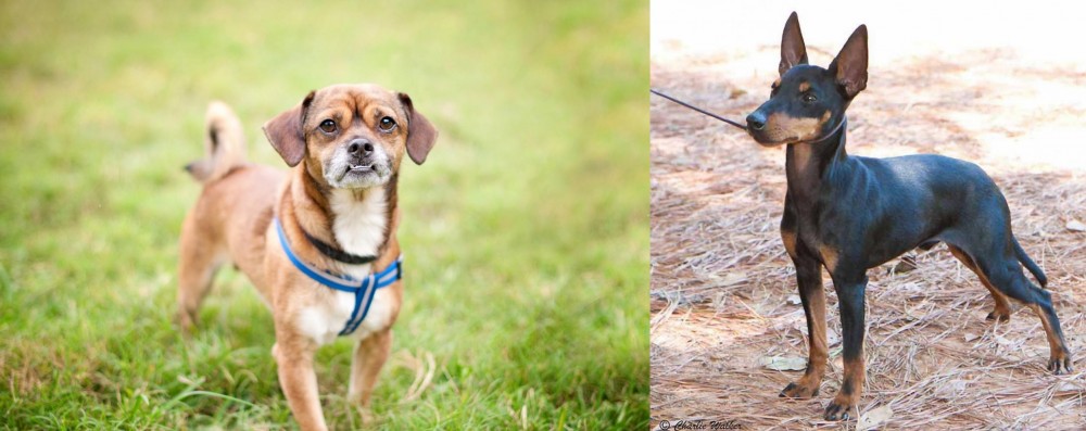 English Toy Terrier (Black & Tan) vs Chug - Breed Comparison