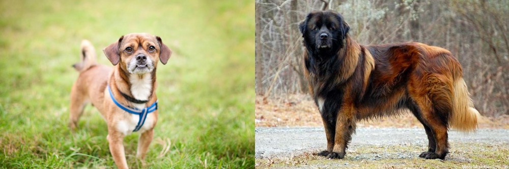 Estrela Mountain Dog vs Chug - Breed Comparison